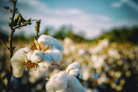 Bio Baumwolle, organic cotton, spart Wasser, verbietet chemische Pestizide und gefährliche Chemikalien